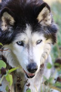 Luna, Siberian husky - 15 years old in Ophir, CO