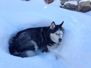 Luna's snow bed - Ophir, CO